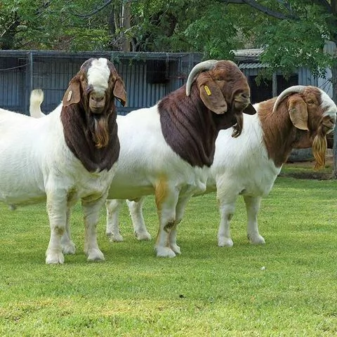 Boer Goats