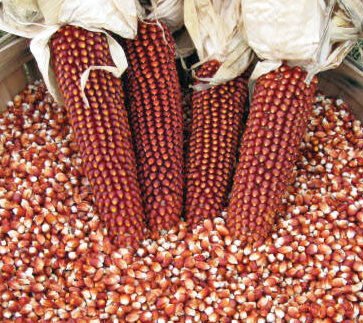 Red Corn/Maize For Sale