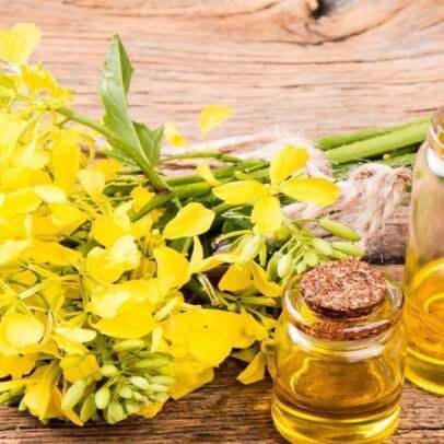 REFINED BLEACHED DEODORIZED (RBD) CANOLA OIL