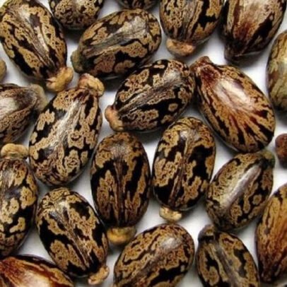 Castor Seed