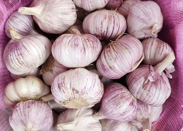 fresco Ajo &Alho - Image 2