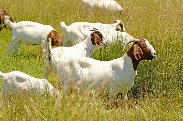 Boer Goats - Image 3