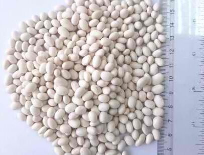 White Pea Beans