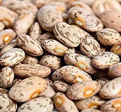 Pinto Beans