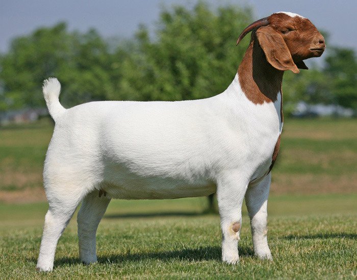 Boer Goats - Image 2