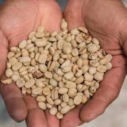 Sidamo Sun Dried And Washed Coffee